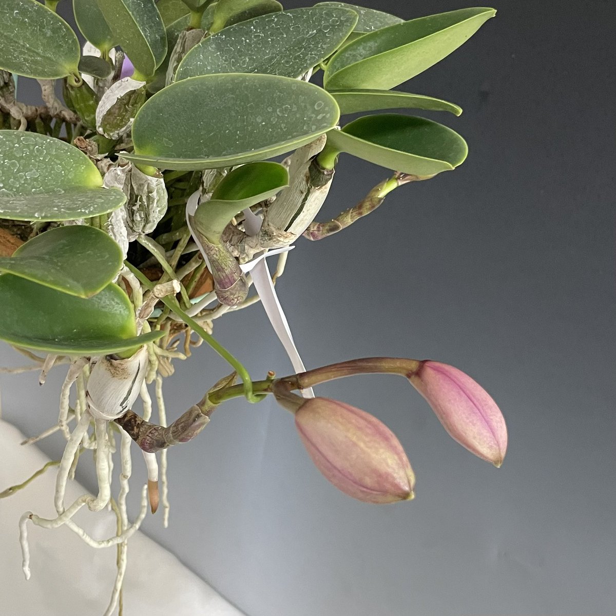 SatoxBenton's tweet photo. C.walkeriana rubra Power’
Powerの過去の花形と比較して、満作と言って良い花形となりました。
葉、バルブ、根、花、どれを取っても申し分のない個体です。
ワルケリアナを楽しみとするのであれば必ず持つべき個体だと思います。 https://t.co/w0foOmceKg