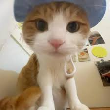 MunMiuV's tweet photo. Độc thân không phải cô đơn. https://t.co/362nPjyVEp