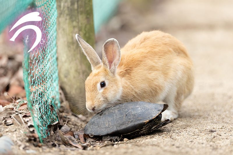 utajima's tweet photo. リアルうさぎと亀🐇🐢

ある日の早朝、キャンプ場に黒い何かが動いているのが見えました。
最初はネズミ？と思ったけど、望遠レンズで見てみるとカメさん！

しばらく観察していると、途中うさぎさんにちょっかい出されながらもキャンプ場を出て山の方へ去って行きました。

カメさんは何しにキャンプ場へ来ていたのでしょうか？
もしかして産卵？
