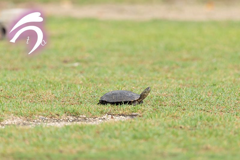 utajima's tweet photo. リアルうさぎと亀🐇🐢

ある日の早朝、キャンプ場に黒い何かが動いているのが見えました。
最初はネズミ？と思ったけど、望遠レンズで見てみるとカメさん！

しばらく観察していると、途中うさぎさんにちょっかい出されながらもキャンプ場を出て山の方へ去って行きました。

カメさんは何しにキャンプ場へ来ていたのでしょうか？
もしかして産卵？