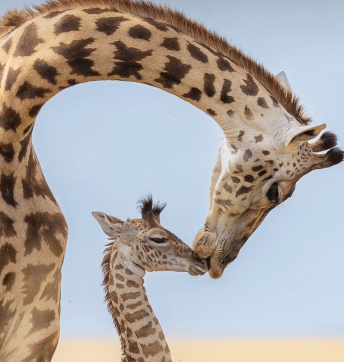 paperparrot_'s tweet photo. Wildlife photographer Miguel Bellido caught a giraffe folding six feet of neck just to kiss her calf.

[📸: Miguel Bellido (@ mikebellidowildlife) via IG] https://t.co/j2dyltxOBb