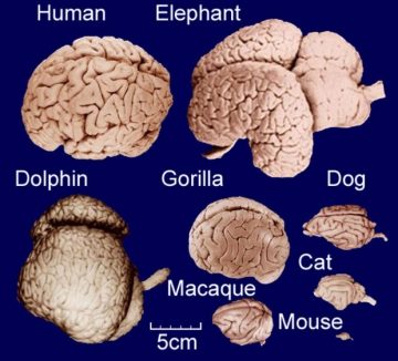 stae_elephants's tweet photo. An elephantโs brain is incredibly complex and sophisticated. A human brain has about 90 billion neurons while an elephantโs brain has 300 billion neurons. #fridayfact https://t.co/glm0CTvkSD