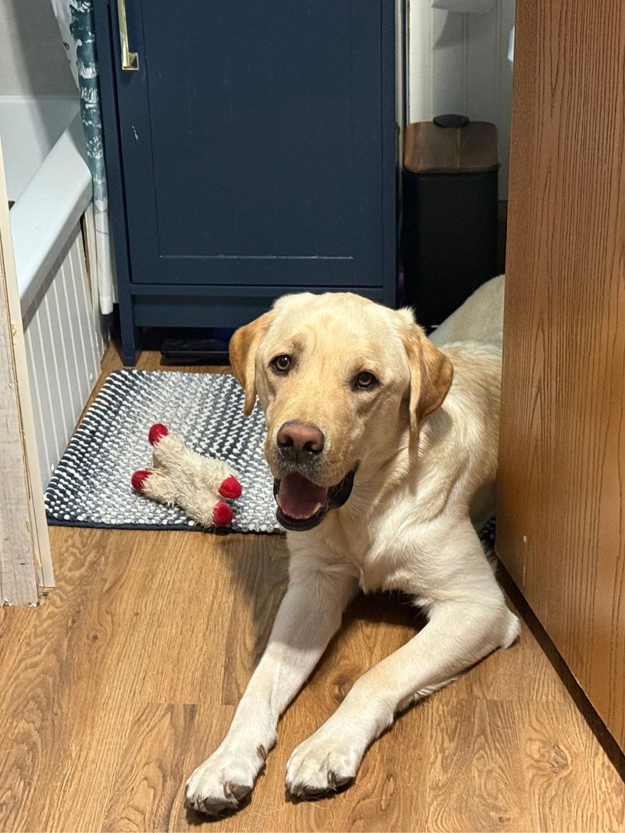 GoRVing's tweet photo. Meet Paisley, our #PetOfTheWeek! 🐾 Trained by Freedom Service Dogs, she now supports her handler in Yuma, AZ, exploring the Grand Canyon and beyond! https://t.co/Q0oPnh1AF4