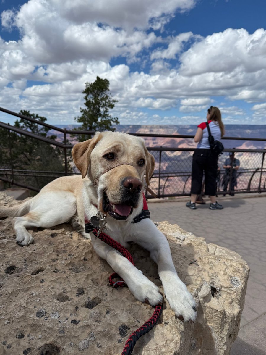 GoRVing's tweet photo. Meet Paisley, our #PetOfTheWeek! 🐾 Trained by Freedom Service Dogs, she now supports her handler in Yuma, AZ, exploring the Grand Canyon and beyond! https://t.co/Q0oPnh1AF4