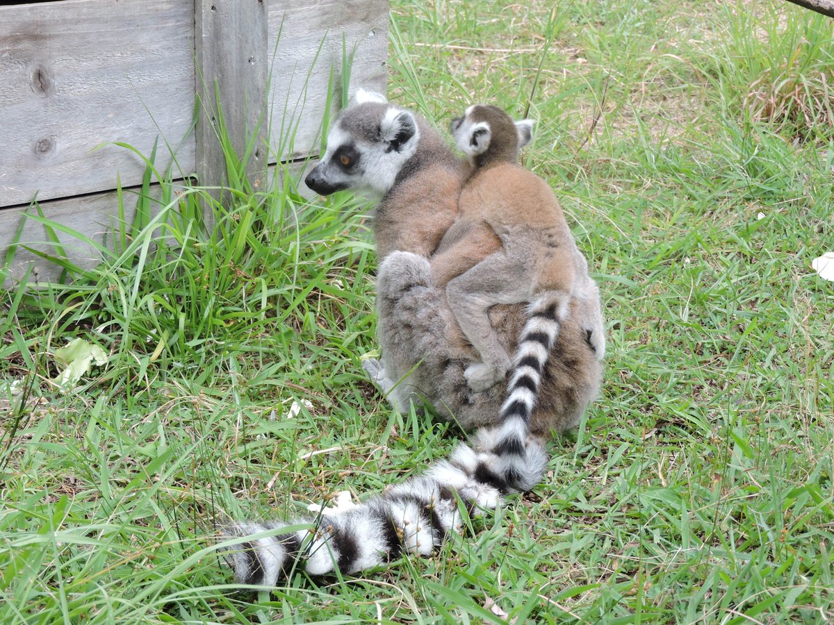 lemur1905's tweet photo. 本日は10/4勝手にワオ尻尾の日でもある。
ワオキツネザルが尻尾をわさわさと揺らして歩く姿がキュート。
休猿までにチェックしたいものですね。
（JMC） https://t.co/vFwvR8ODV8