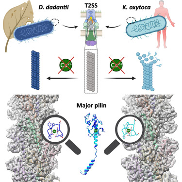 Structure_CP's tweet photo. Structural determinants of endopilus assembly, stability, and functional specificity in bacterial type II secretion dlvr.​it/TVlGGQ https://t.co/KMUFQzHT8g