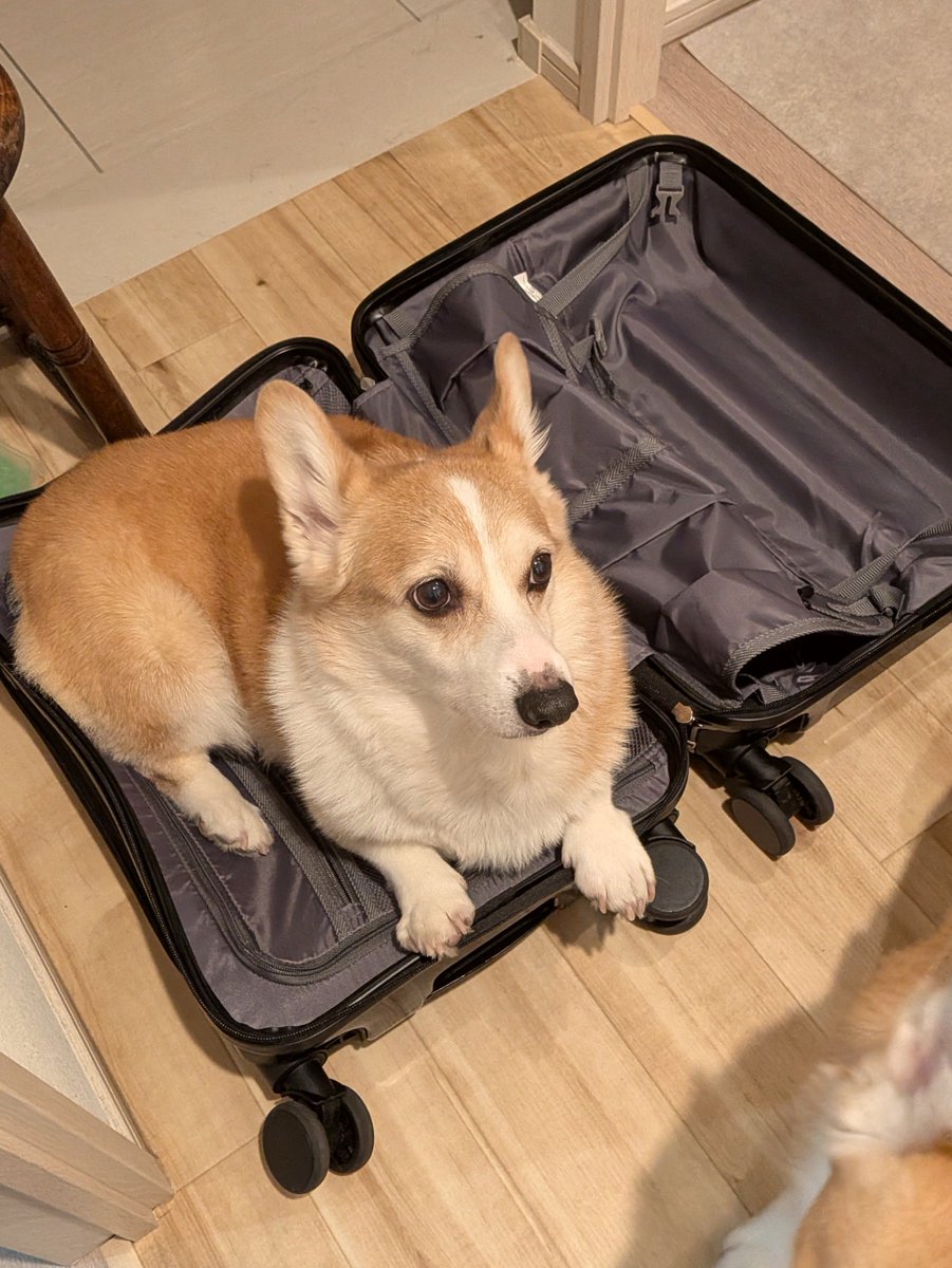 cooco_corgi's tweet photo. キャリーケースをあけると、うえでウゴカナイヌになる https://t.co/GipNsZuCwb