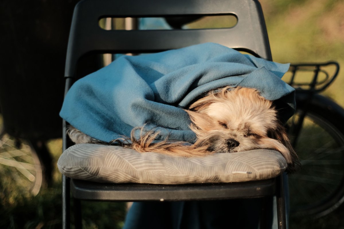 petdogsareus's tweet photo. https://t.co/7iQPCWbzAv