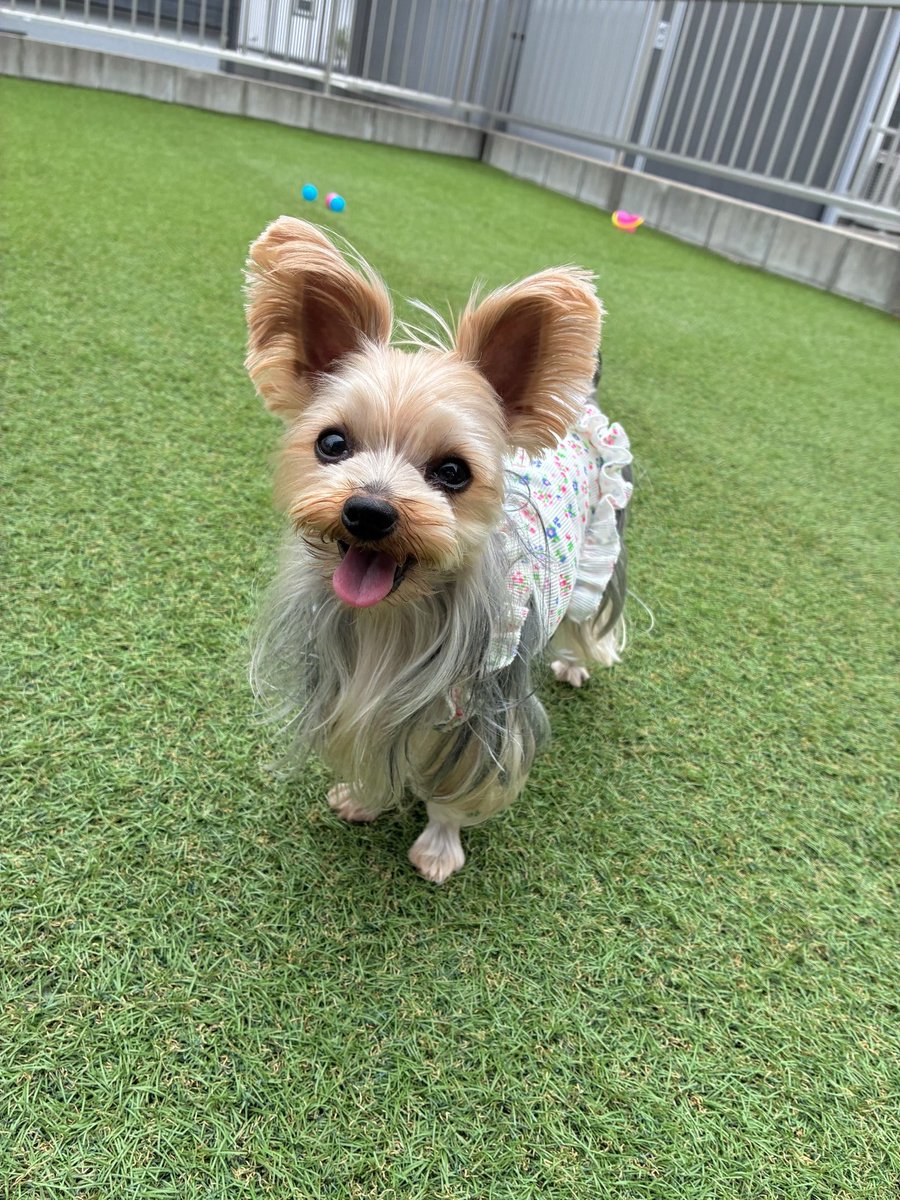 PETHELP1997's tweet photo. ⚠️【犬を探しています】⚠️拡散希望⚠️

日時・9月29日から迷子犬

場所・福岡県・北九州市・八幡西区

名前・ゆばちゃん

情報・年齢6歳・体重2.5キロ

特徴・お口周りが濃い茶色

見かけたらご連絡お願いします！

#迷子犬 #ペット探偵 #迷子ペット #拡散希望 ＃福岡県 #北九州市 #八幡西区 https://t.co/iihfDbNy5q