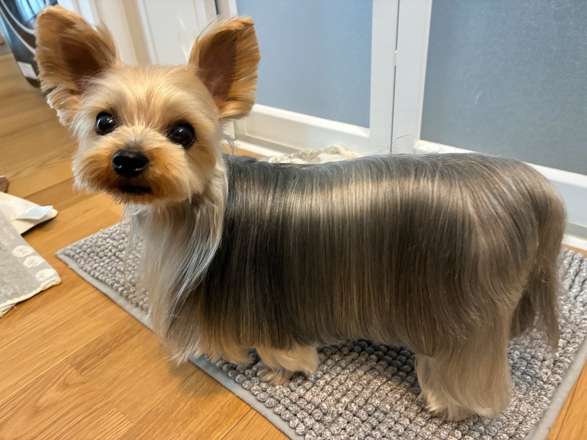 PETHELP1997's tweet photo. ⚠️【犬を探しています】⚠️拡散希望⚠️

日時・9月29日から迷子犬

場所・福岡県・北九州市・八幡西区

名前・ゆばちゃん

情報・年齢6歳・体重2.5キロ

特徴・お口周りが濃い茶色

見かけたらご連絡お願いします！

#迷子犬 #ペット探偵 #迷子ペット #拡散希望 ＃福岡県 #北九州市 #八幡西区 https://t.co/iihfDbNy5q