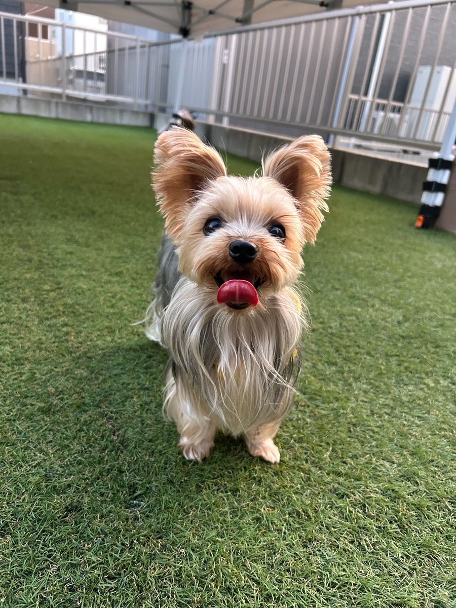 PETHELP1997's tweet photo. ⚠️【犬を探しています】⚠️拡散希望⚠️

日時・9月29日から迷子犬

場所・福岡県・北九州市・八幡西区

名前・ゆばちゃん

情報・年齢6歳・体重2.5キロ

特徴・お口周りが濃い茶色

見かけたらご連絡お願いします！

#迷子犬 #ペット探偵 #迷子ペット #拡散希望 ＃福岡県 #北九州市 #八幡西区 https://t.co/iihfDbNy5q