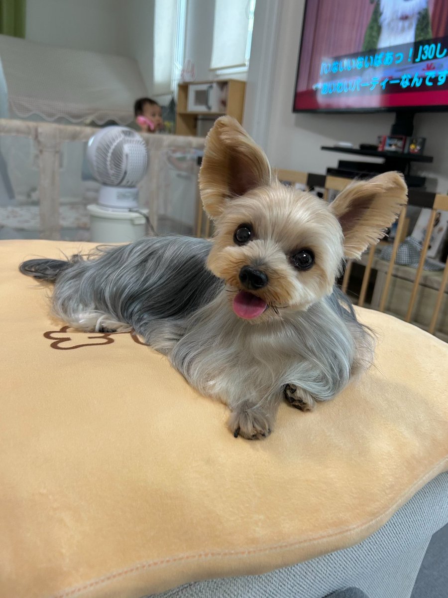PETHELP1997's tweet photo. ⚠️【犬を探しています】⚠️拡散希望⚠️

日時・9月29日から迷子犬

場所・福岡県・北九州市・八幡西区

名前・ゆばちゃん

情報・年齢6歳・体重2.5キロ

特徴・お口周りが濃い茶色

見かけたらご連絡お願いします！

#迷子犬 #ペット探偵 #迷子ペット #拡散希望 ＃福岡県 #北九州市 #八幡西区 https://t.co/iihfDbNy5q