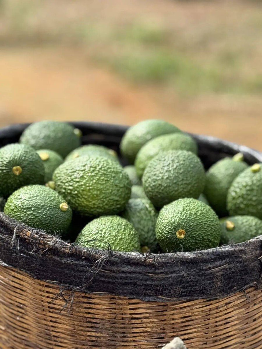 EnidPatterfp's tweet photo. Probé el aguacate Hass de la región de Michoacán! Muy cremoso, con un sabor dulce suave, sin agua extraa. Ideal para tostadas. ， https://t.co/R1BhmsWTko