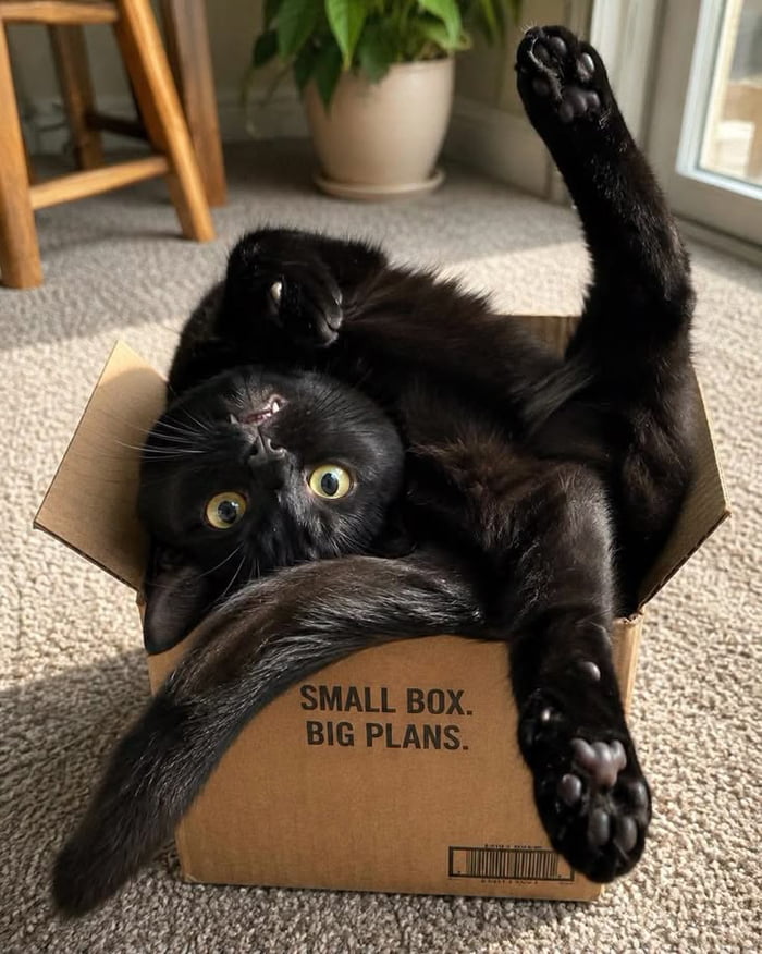 SpaceCatMemes's tweet photo. gm https://t.co/vg0d539BXt