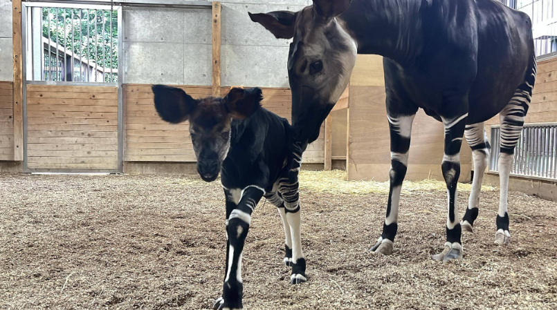 zooman_koichi's tweet photo. 𝘼 𝘽𝙖𝙗𝙮 𝙊𝙠𝙖𝙥𝙞 𝙃𝙖𝙨 𝘽𝙚𝙚𝙣 𝘽𝙤𝙧𝙣!
On Thursday, September 3rd, 2026, a baby okapi (female) was born at Yokohama Zoological Park ZOORASIA.
https://t.co/375eJL4pLu
#Okapi #ZOORASIA https://t.co/dXOwm3d8pV
