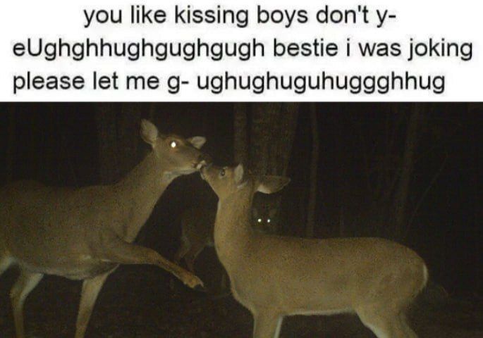 deershouldnt tweet picture