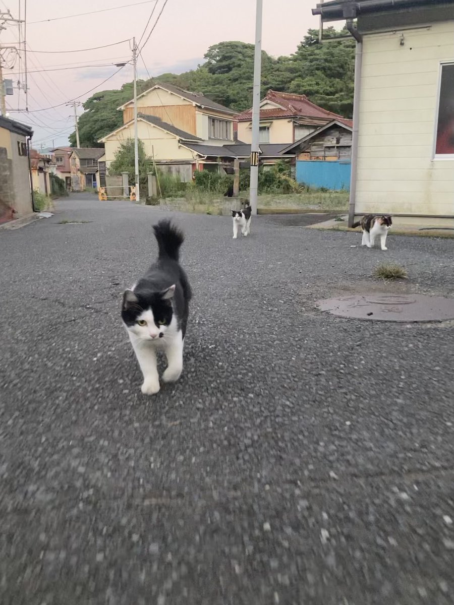 kuronekotashiro's tweet photo. 今夕の #仁斗田地区 #ポンプ置場
無双の気配を漂わせながら走る二代目ちゃめこ🐈💨
他のみんなはちゃめこをけん制してフォーメーションを変えつつ、こちらまで来てくれました😂
#田代島 #猫島 #田代島クロネコ堂 #tashirojima #catisland #catlover #CatsOnX #CatsOfX #cat #cats https://t.co/DPRyD19OPE