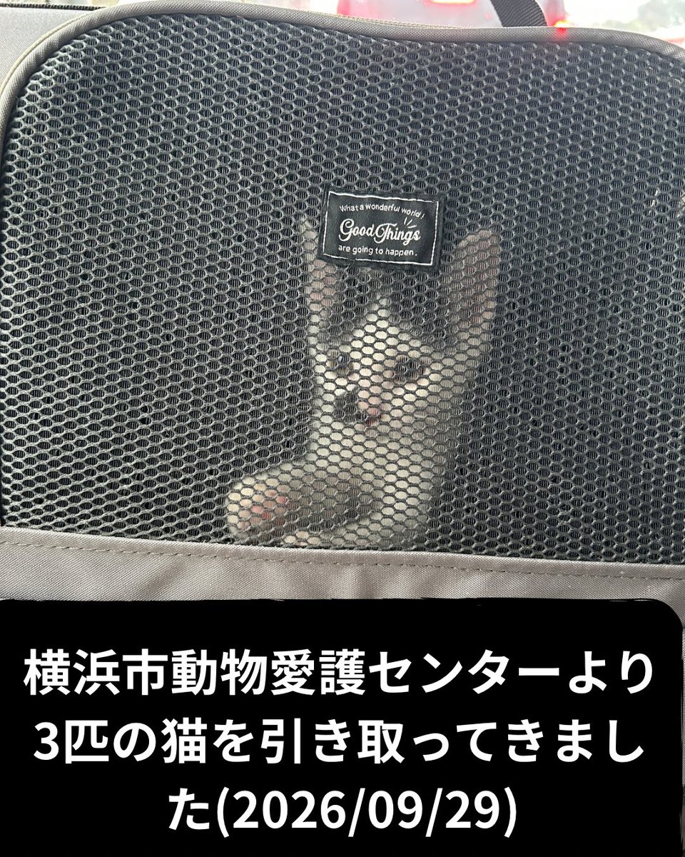 CaitSith502's tweet photo. 9/29
横浜市動物愛護センターより、3匹の猫を引き取ってきました。

5歳の女の子と、11歳の男の子。
この2匹は、それぞれ別々のお家で暮らしていましたが、
「もう飼えない」という理由でセンターへ連れてこられた子たちです。

どちらも人に慣れていて、抱っこもできる可愛い子。

きっとこれまで、
誰かのそばで暮らし、
人を信じて生きてきたんだと思います。

そして、もう1匹は子猫。

外で怪我をしているところを保護され、
センターへやってきました。

小さな身体で外を生き、
怪我までしていたのに、
人の手に触れるとゴロゴロと喉を鳴らして甘えてきます。

3匹とも、それぞれ違う理由でセンターへやってきました。

でも共通しているのは、
人が大好きだということ。

いつも、飼育放棄された子を迎えるたびに思います。

どうして最後まで一緒にいられなかったのだろう。

飼い主さんだけではなく、
家族や親族、友人や周りの誰か……
この子たちを引き継げる人は、本当に誰もいなかったのだろうか。

11歳。
長い年月を人と一緒に暮らしてきた子が、
ある日突然、家族も家も失う。

猫には、人間の事情は分かりません。

それでも人を嫌いにならず、
差し出した手に甘えてくれる姿を見ると、
胸が締めつけられます。

「終生飼育」は、
元気な間だけ一緒に暮らすことではありません。

歳をとっても、病気になっても。
そして自分自身の生活や環境が変わった時のことまで考えて、
その命の行き先を準備しておく。

家族として迎えるということは、
その子の一生に責任を持つことだと、私たちは思っています。

そして外で怪我をしながら生きてきた小さな子にも、
家族を失ってしまった2匹にも、

ここからは同じように、
安心して眠れる場所と、
ずっとそばにいてくれる家族を見つけてあげたい。

過去は変えられないけれど、
この子たちのこれからは変えられます。

3匹の新しい人生は、ここから。

今度こそ、
「もう大丈夫だよ」
そう言ってもらえる最後のお家へ繋げられますように。

《服部由佳》