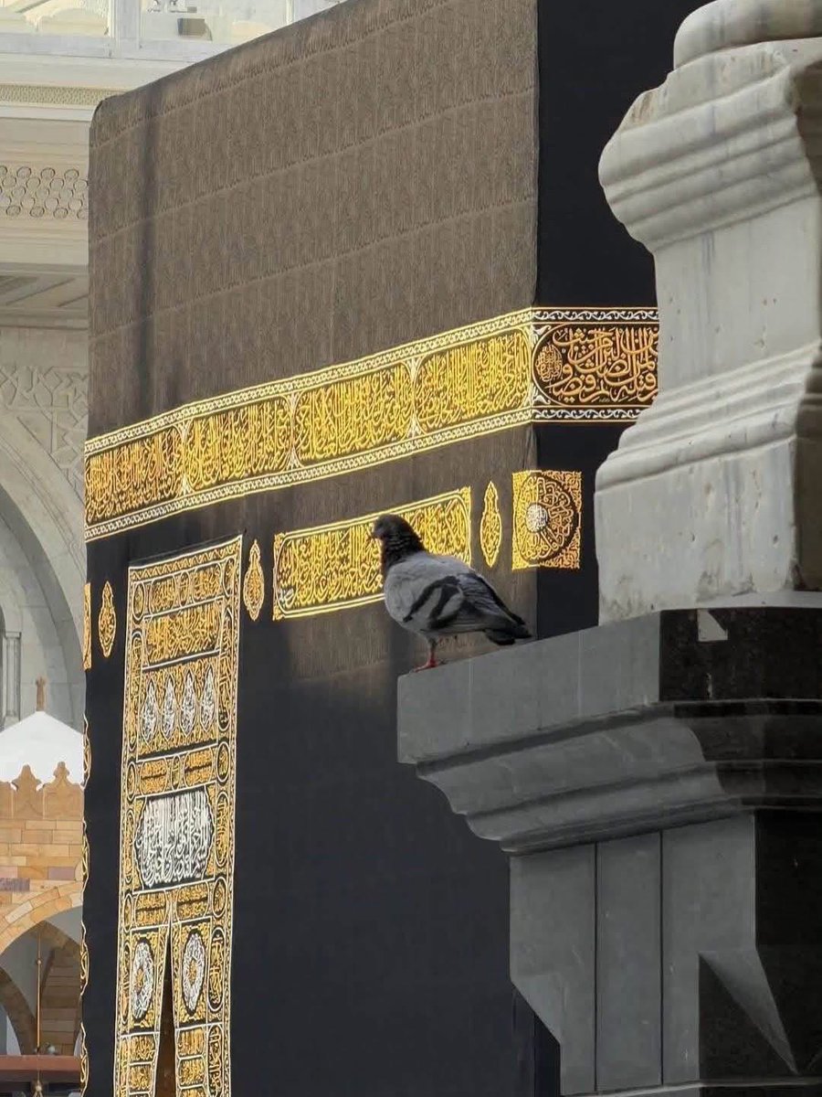 rh_r10's tweet photo. ذَكرُوا الحَبِيبَ مُحَمَّداً فَتَرَنَّمُوا
وَلَهُم قُلُوبٌ كَمْ تَوَدُّ لِقَاهُ

صَلَواتُ رَبِّي كُلّ حِينٍ لِلذي
جُعِلَتْ نُفُوسُ العَالَمِينَ فِدَاهُ🌹🌷 https://t.co/YG9JpD0MKA
