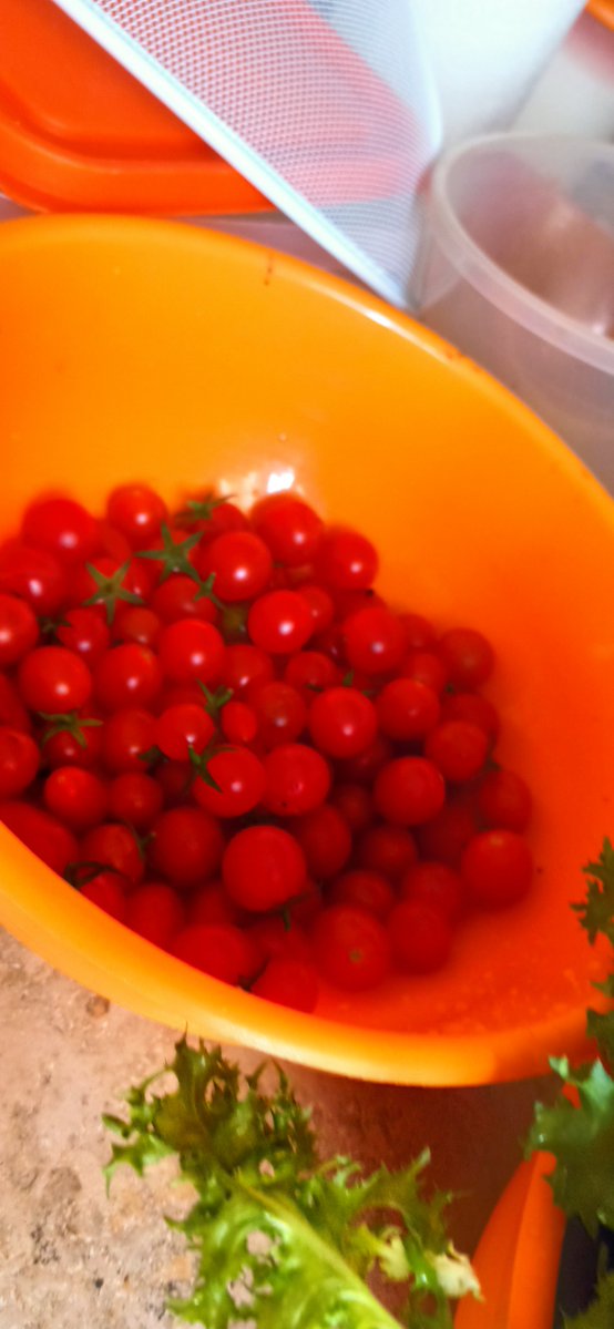 AmletaBloom's tweet photo. E anche la prima raccolta di pomodori di ottobre....

#tomatoes
#vegetables
#mygarden https://t.co/hBb6EqvjAf