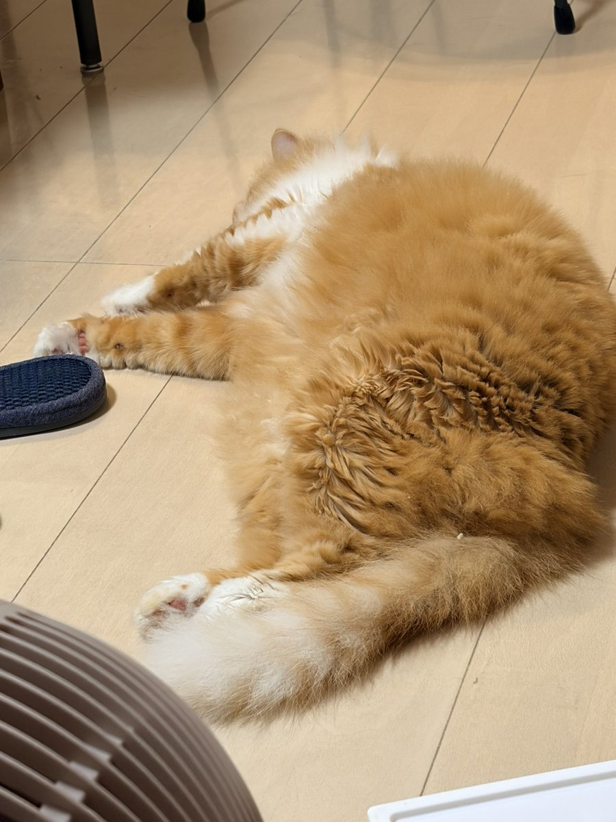 CHORU_P's tweet photo. もこもこが寝とる https://t.co/BiszLD6QxT