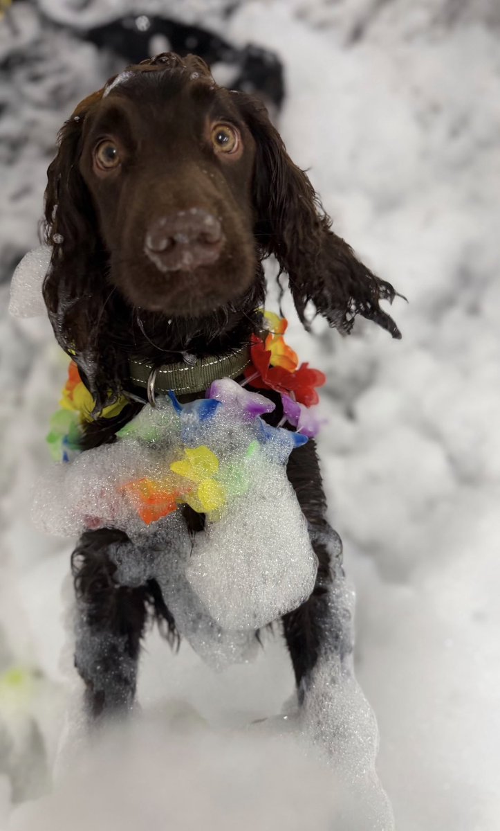 thisisAlanTurk's tweet photo. My Doggy Daycare is having a foam party for them today and honestly the content is just *chef's kiss*. 
🐾 https://t.co/z1TF4dWfLY