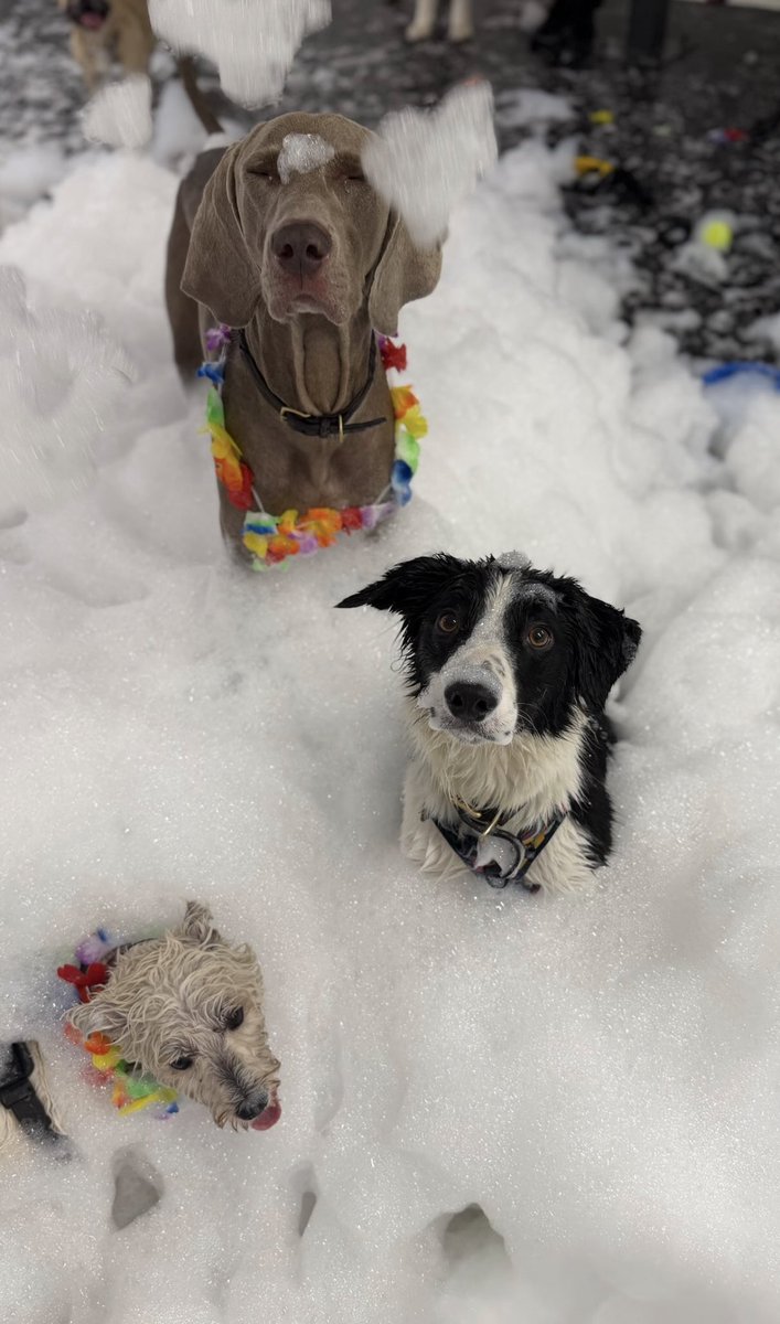 thisisAlanTurk's tweet photo. My Doggy Daycare is having a foam party for them today and honestly the content is just *chef's kiss*. 
🐾 https://t.co/z1TF4dWfLY