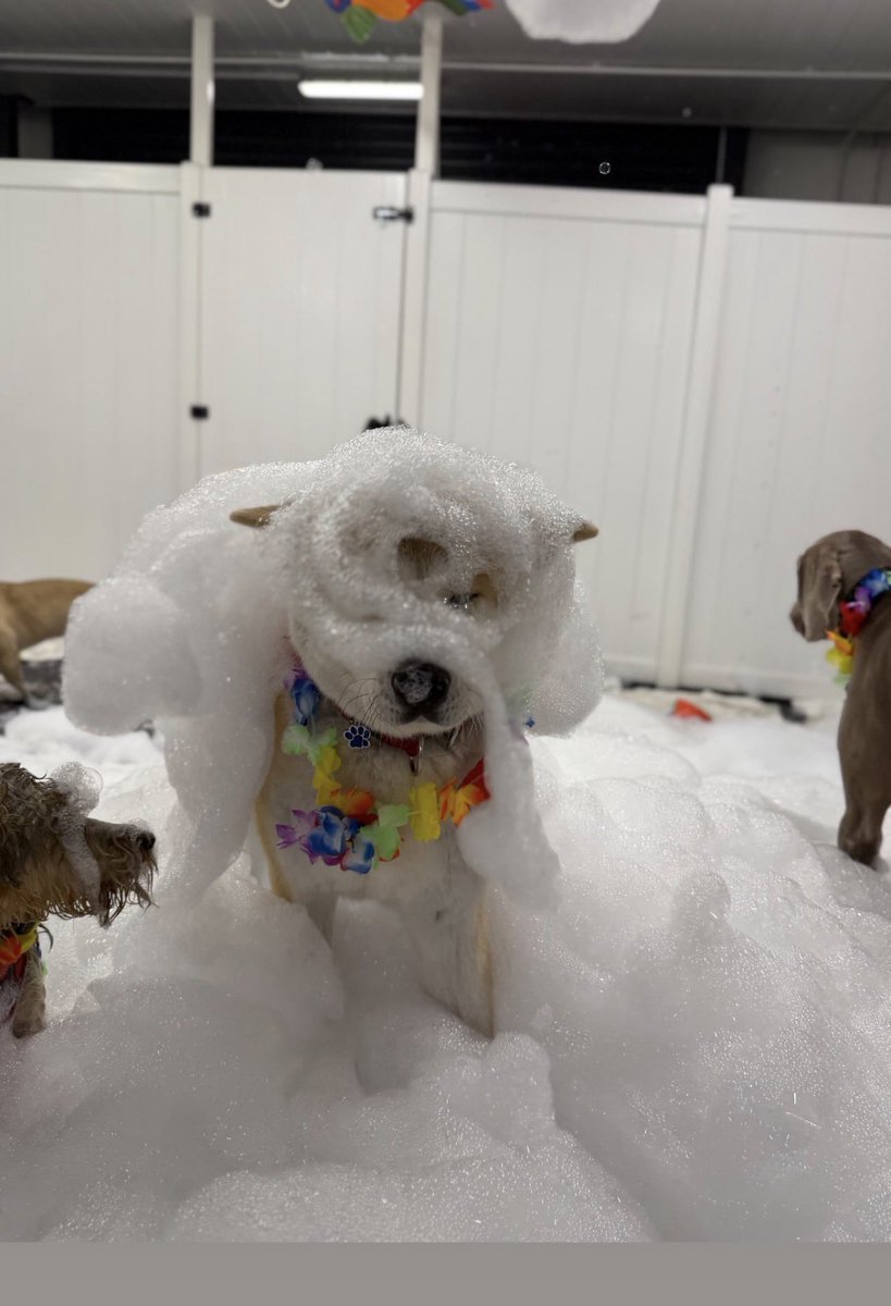 thisisAlanTurk's tweet photo. My Doggy Daycare is having a foam party for them today and honestly the content is just *chef's kiss*. 
🐾 https://t.co/z1TF4dWfLY