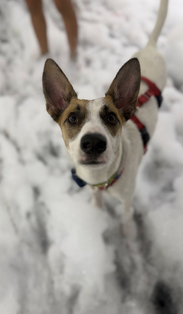 thisisAlanTurk's tweet photo. My Doggy Daycare is having a foam party for them today and honestly the content is just *chef's kiss*. 
🐾 https://t.co/z1TF4dWfLY