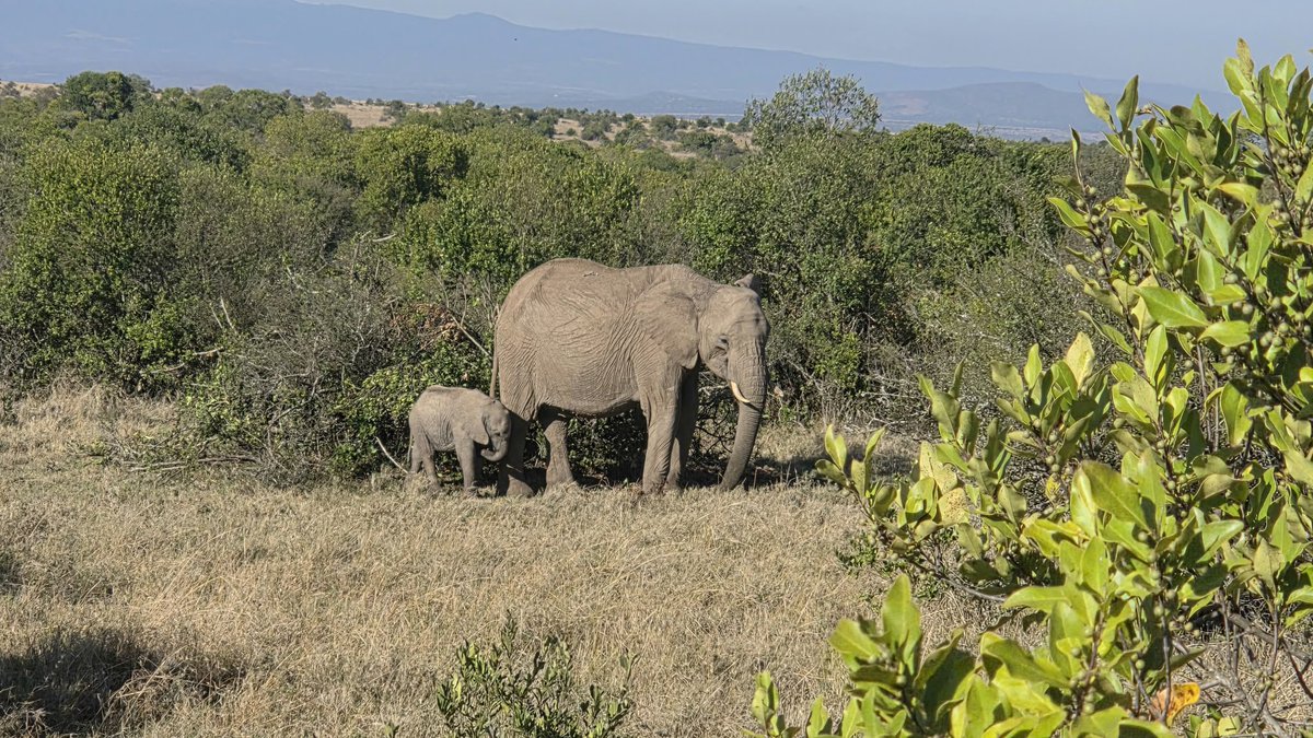 IsraelinKenya's tweet photo. Shabbat Shalom from the heart of Kenya! 🇮🇱🇰🇪🌿

As the week comes to a close, there’s something special about slowing down, taking in the beauty around us, and appreciating the moments that matter most. ✨

Deputy Ambassador, Ariel Arviv and her family enjoying a beautiful escape at Ol Pejeta — surrounded by Kenya’s breathtaking landscapes and incredible wildlife. 🦒🦓🌄

Wishing you and your loved ones a peaceful, restful and beautiful Shabbat.

Shabbat Shalom! 🕯️🕯️💙

#ShabbatShalom #Kenya #OlPejeta #KenyaIsrael #WeekendInKenya