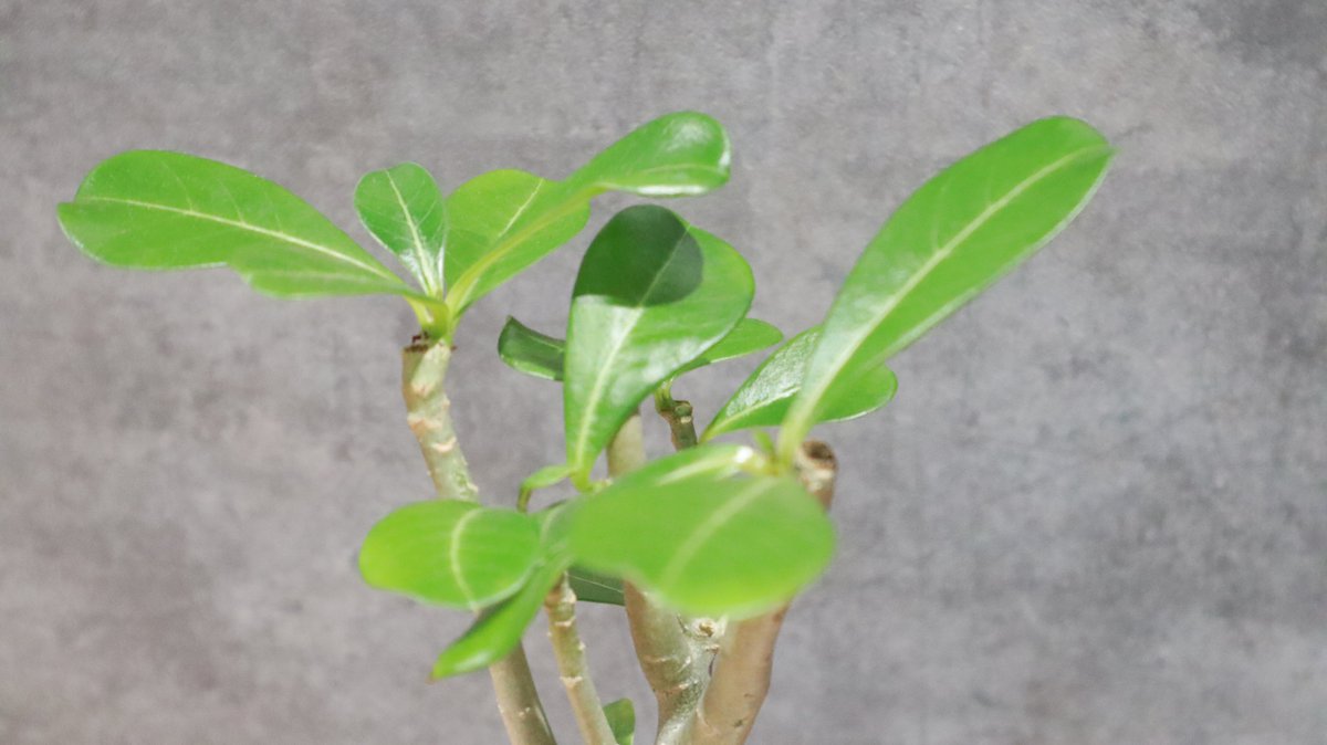 greenterrace109's tweet photo. 【植物屋の日常】
朝はまず植物の様子をチェック🌿
 
葉の状態、土の乾き具合、新芽。
昨日と変わったところがないか、店内をひと回りします。
#観葉植物
#植物のある暮らし 
#グリーンショップ https://t.co/JFb4DAEuQF