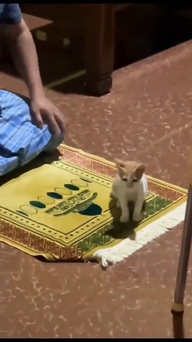 A small orange and white kitten sitting on a yellow prayer mat with Arabic text and mosque imagery, while a person in blue patterned clothing sits on the floor nearby.