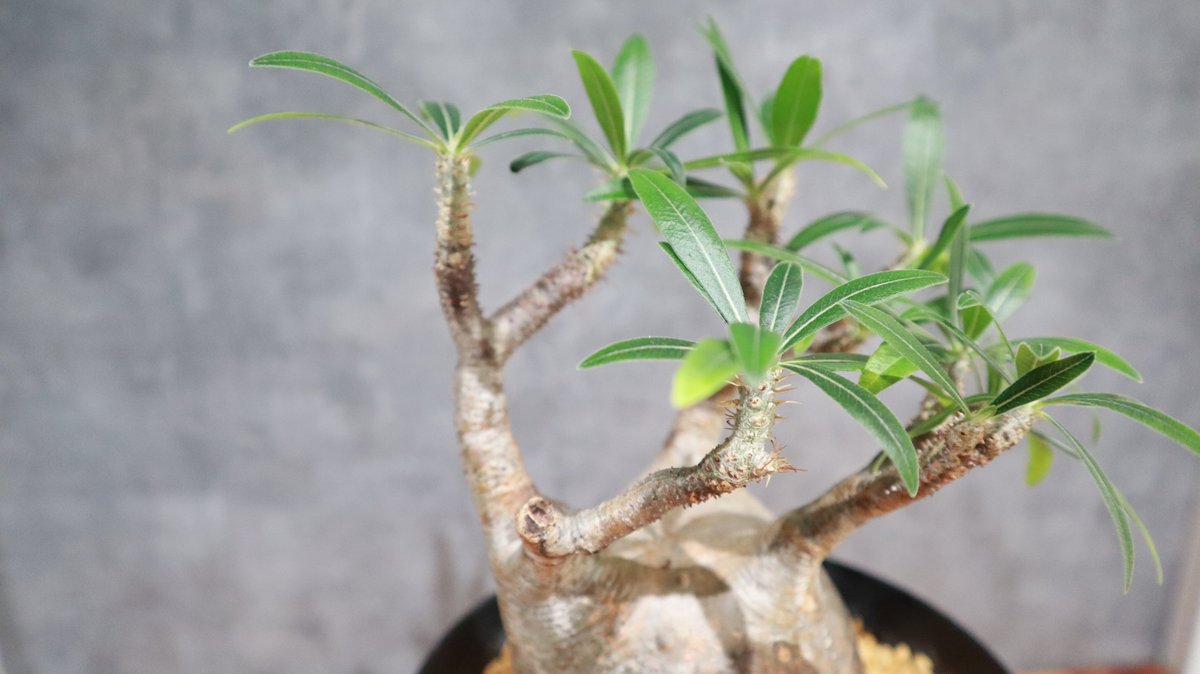 greenterrace109's tweet photo. 【植物屋の日常】
植物の写真を撮っていると、
「実物の方がいいんだけどなぁ…」
ってなることが本当に多いです😩

葉っぱの立体感とか、
幹の曲がり方とか、
光が当たったときの色とか。
植物を写真1枚で伝えるの、
実はかなり難しい🌿
#観葉植物
#植物のある暮らし https://t.co/nvBIY904qv