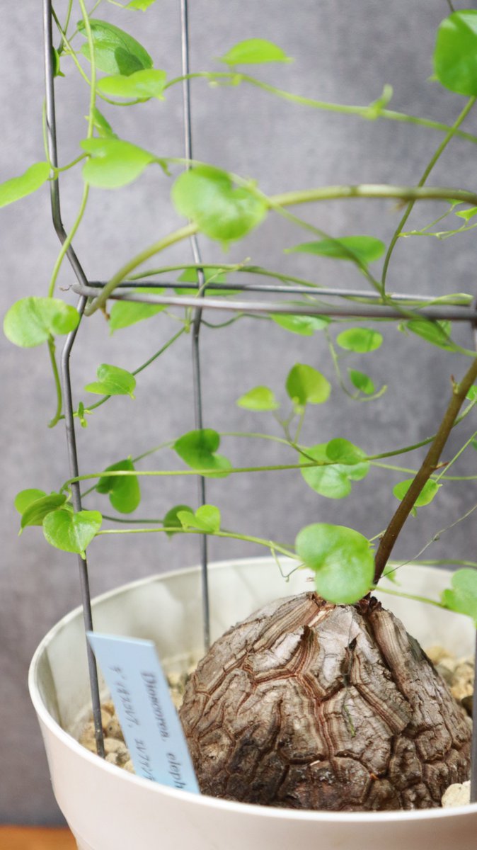 greenterrace109's tweet photo. 【植物屋の日常】
植物の写真を撮っていると、
「実物の方がいいんだけどなぁ…」
ってなることが本当に多いです😩

葉っぱの立体感とか、
幹の曲がり方とか、
光が当たったときの色とか。
植物を写真1枚で伝えるの、
実はかなり難しい🌿
#観葉植物
#植物のある暮らし https://t.co/nvBIY904qv