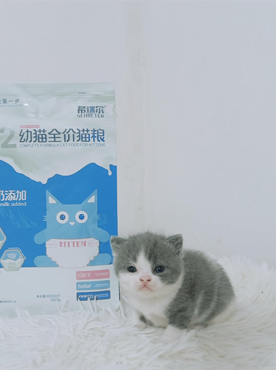 dougl_lunar_3c3's tweet photo. A friend's cute 补恳圆刨拦 cat knocked over my coffee! https://t.co/74TeiM22Yu