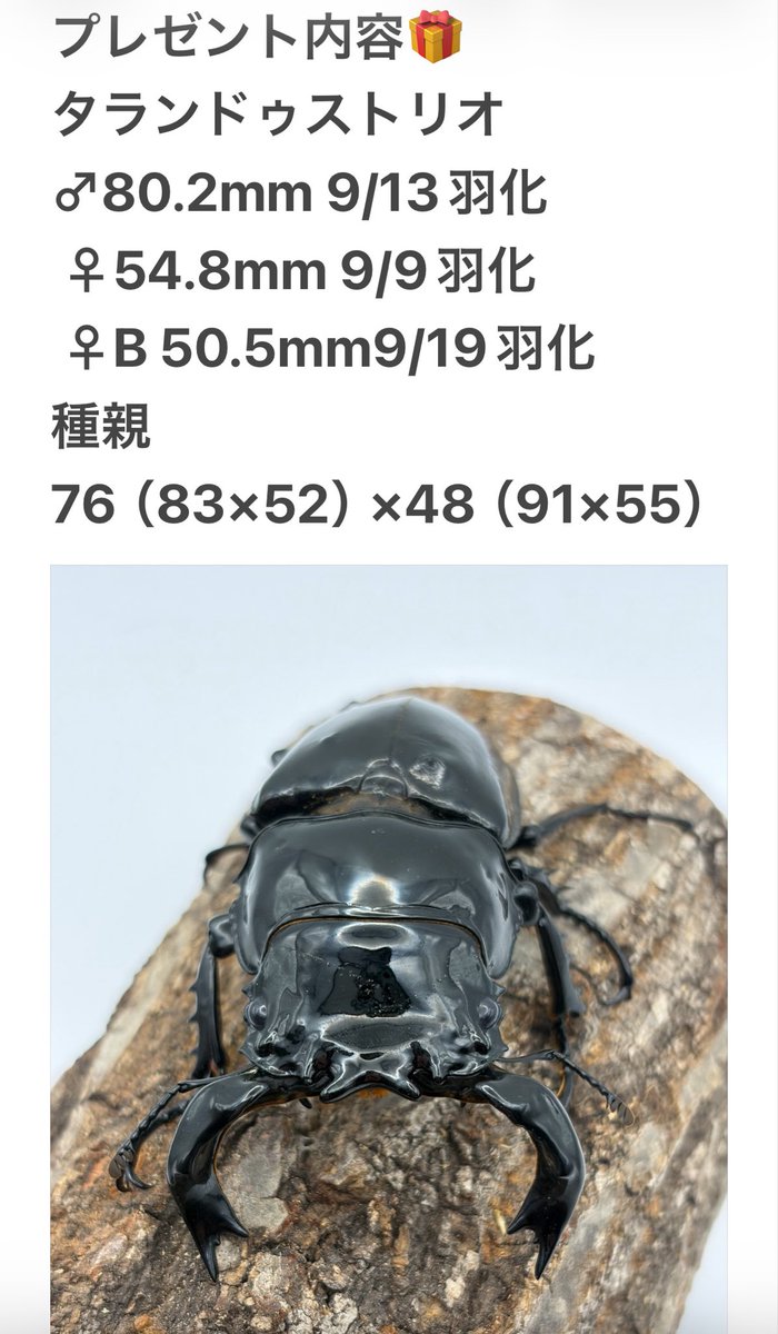 UgG5z's tweet photo. 🎁フォロワー500人突破プレ企画🎁
是非ご参加ください😊
景品はタランドゥスです‼️ https://t.co/VU3H1N1QRT