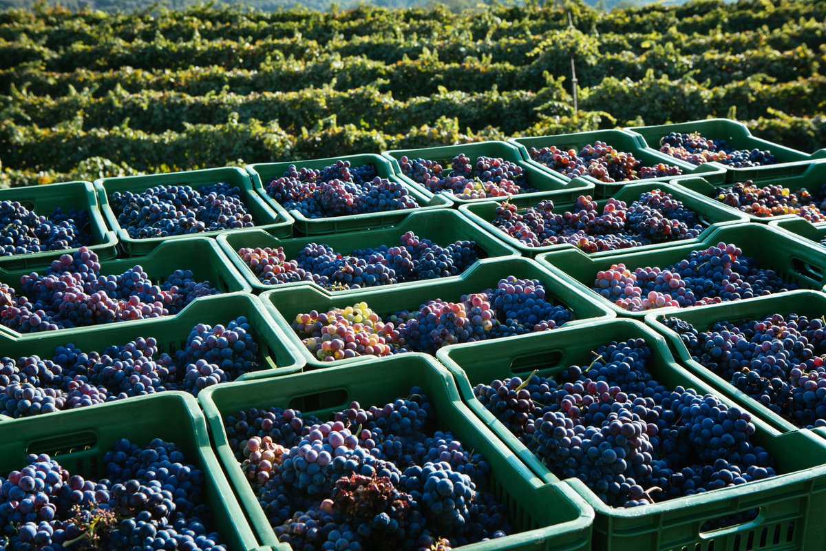 ItalyMagazine's tweet photo. The incredible variety of Sicilian wines means that there is something for everyone. Enjoy this guide to exploring Sicilian wines from north to south: https://t.co/CqiCJ6jtOK https://t.co/QzTpFZti5V