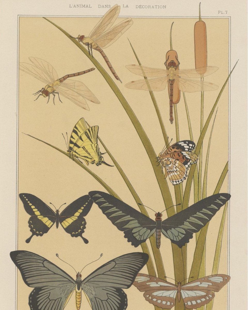 laBnF's tweet photo. Ça grouille dans Gallica… 🐛🐞🐜

Suivez les insectes à la trace dans les riches collections de @GallicaBnF, lors d'une rencontre le 13 octobre à la BnF François-Mitterrand : https://t.co/JakaldNNH9 https://t.co/W8wVFkCJSb
