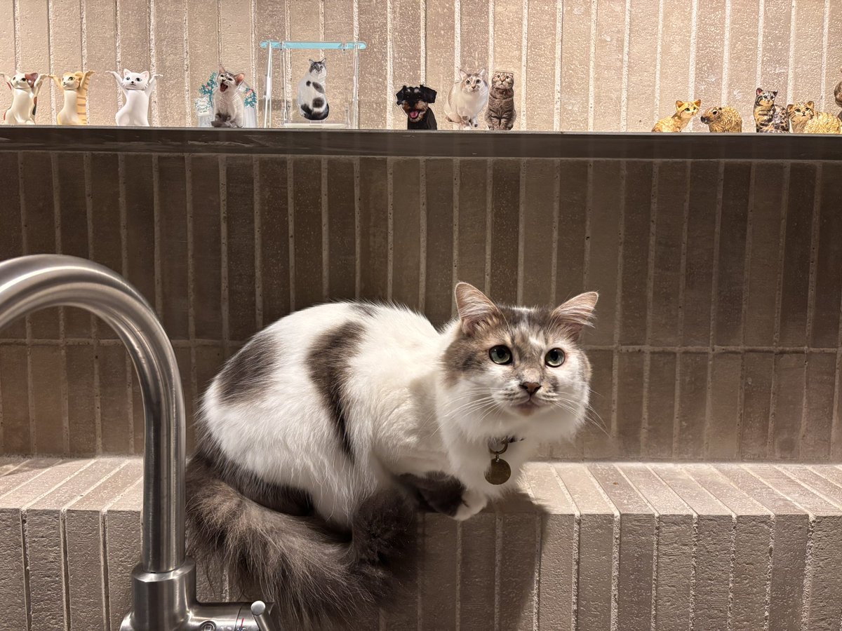 masyu_falcon's tweet photo. 緑眼の究極猫(グリーンアイズ・アルティメットねこ) https://t.co/wdBhTlpPeD