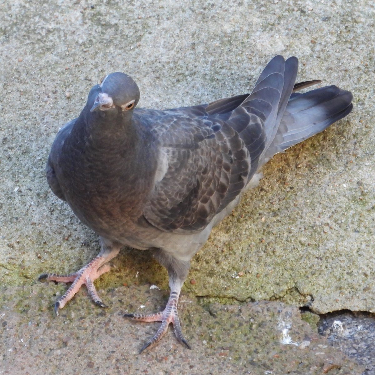 hceedee's tweet photo. Juvenile pigeon, 26 Sep '26. https://t.co/mU7lZVpdab