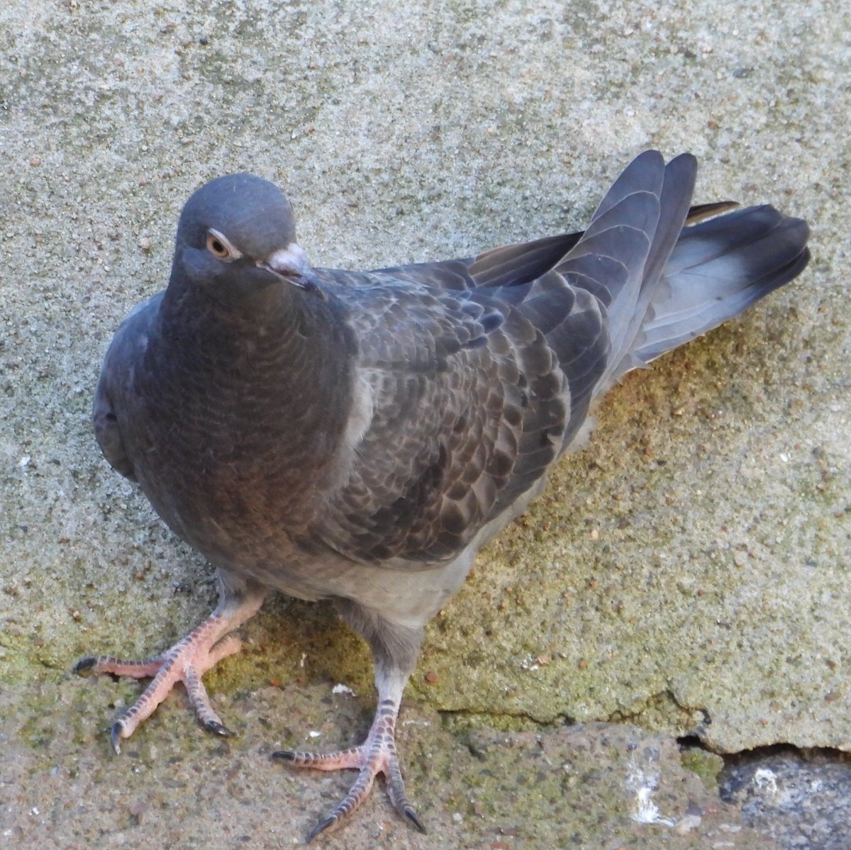 hceedee's tweet photo. Juvenile pigeon, 26 Sep '26. https://t.co/mU7lZVpdab