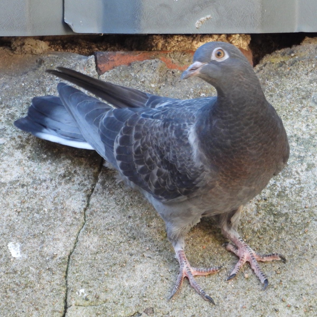 hceedee's tweet photo. Juvenile pigeon, 26 Sep '26. https://t.co/mU7lZVpdab