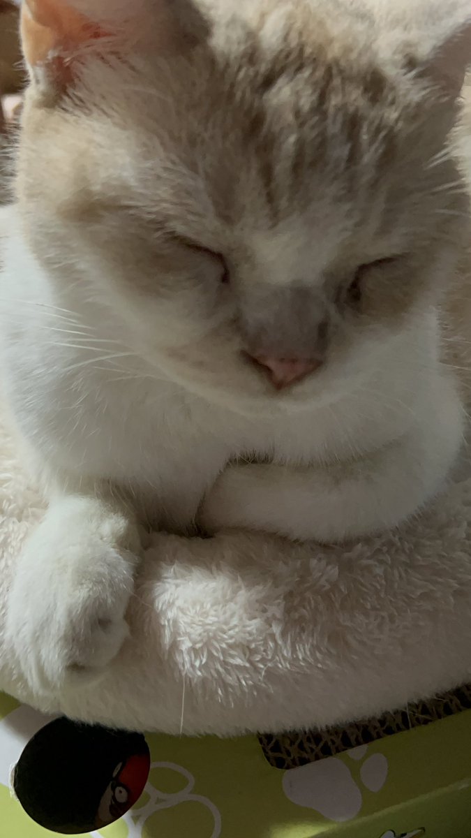 kotehanamugi's tweet photo. こてつお眠り
#猫 https://t.co/kbCigYOGZ3