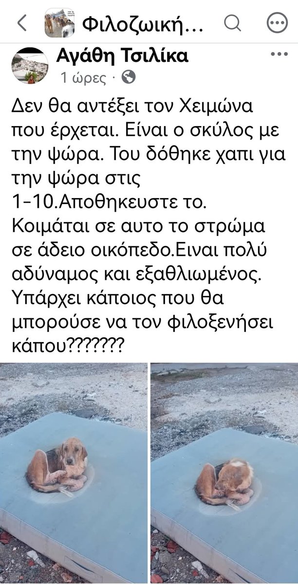Christinalirou2's tweet photo. ‼️🆘‼️🆘‼️🆘‼️🆘‼️
Καρδίτσα.
Η εθελόντρια κάνει έκκληση για να βρεθεί υιοθεσια. Μια οικογένεια που θα το προστατέψει. Έρχεται χειμώνας κ αυτό έχει ένα στρώμα σε ένα οικόπεδο. Κοινοποιούμε παιδιά μήπως βρεθεί οικογένεια. Επικοινωνήστε με την σελίδα. Φιλοζωικη Σελίδα Καρδίτσας fb https://t.co/Ks9F8Yp3wn