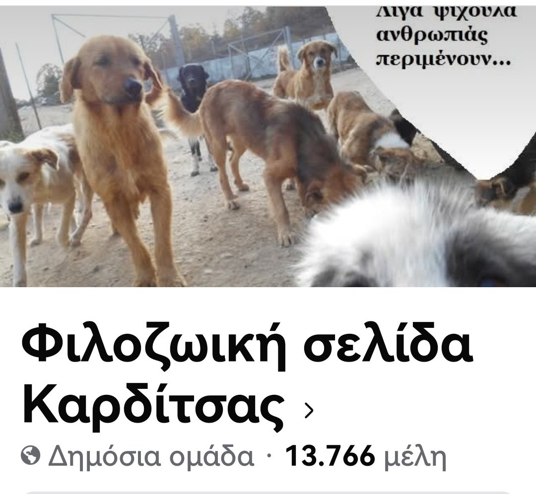 Christinalirou2's tweet photo. ‼️🆘‼️🆘‼️🆘‼️🆘‼️
Καρδίτσα.
Η εθελόντρια κάνει έκκληση για να βρεθεί υιοθεσια. Μια οικογένεια που θα το προστατέψει. Έρχεται χειμώνας κ αυτό έχει ένα στρώμα σε ένα οικόπεδο. Κοινοποιούμε παιδιά μήπως βρεθεί οικογένεια. Επικοινωνήστε με την σελίδα. Φιλοζωικη Σελίδα Καρδίτσας fb https://t.co/Ks9F8Yp3wn
