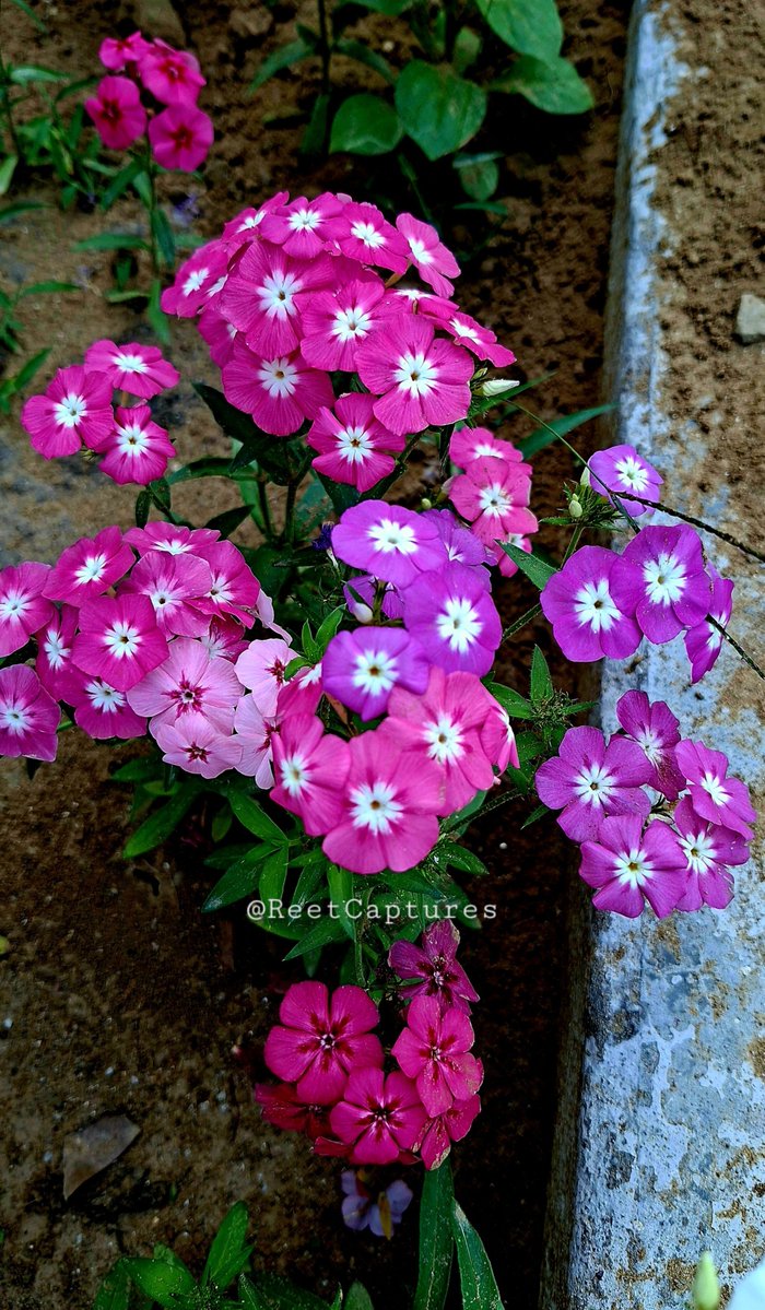 ReetCaptures's tweet photo. 🌸 It’s #FlowerFriday 🌼
What’s blooming in your corner of the world?
Share your favorite flower photo below and let’s fill the timeline with blooms🌷🌺🌻
Here is mine 👇
#theme_pic_India_flowers #FlowersOnX #FlowersOnFriday https://t.co/yF1DAzG3Ss