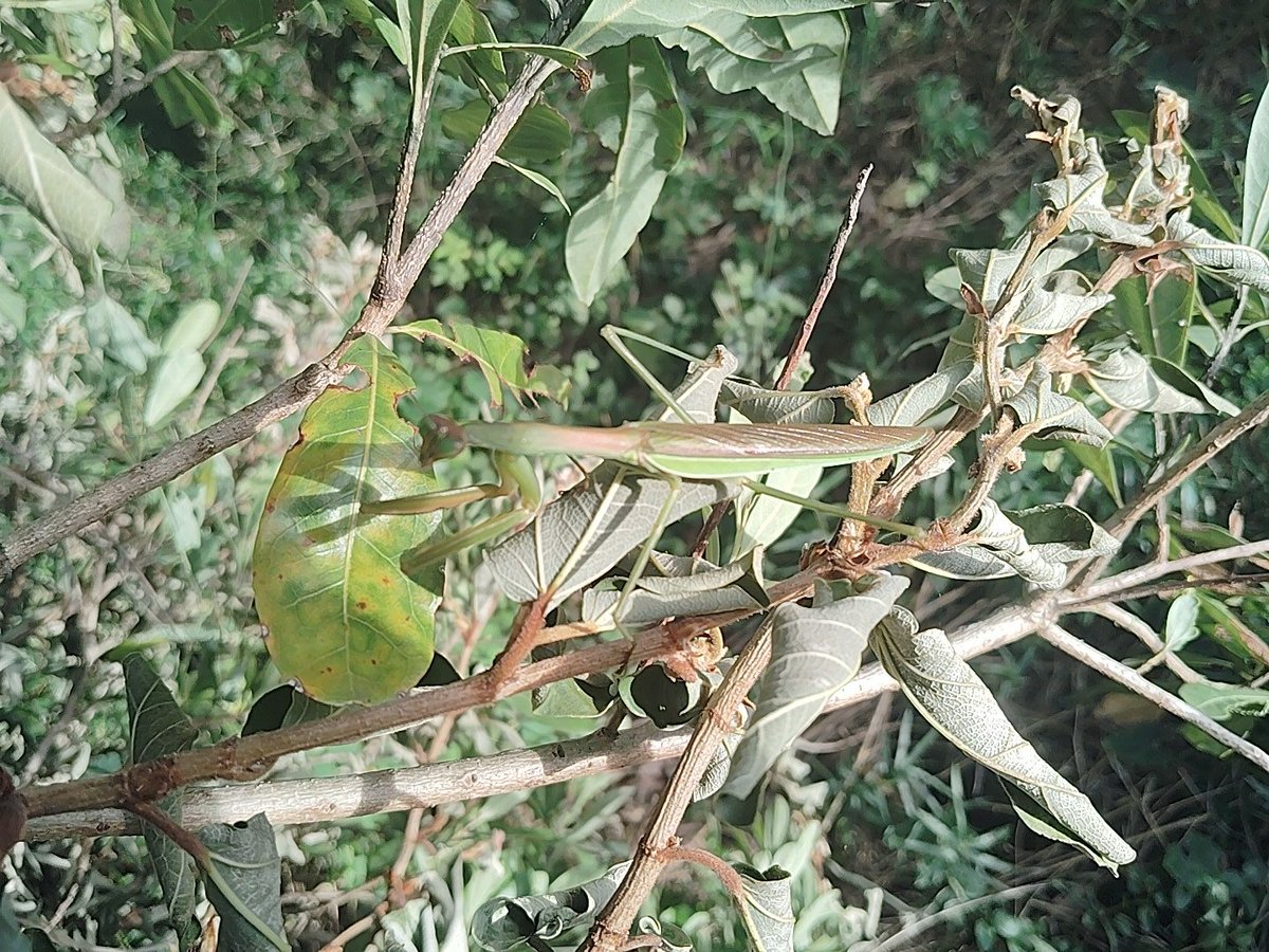 AMRAAM_beetle's tweet photo. #昆虫  #カマキリ 
本日のカマキリ https://t.co/91MZMyR2d4