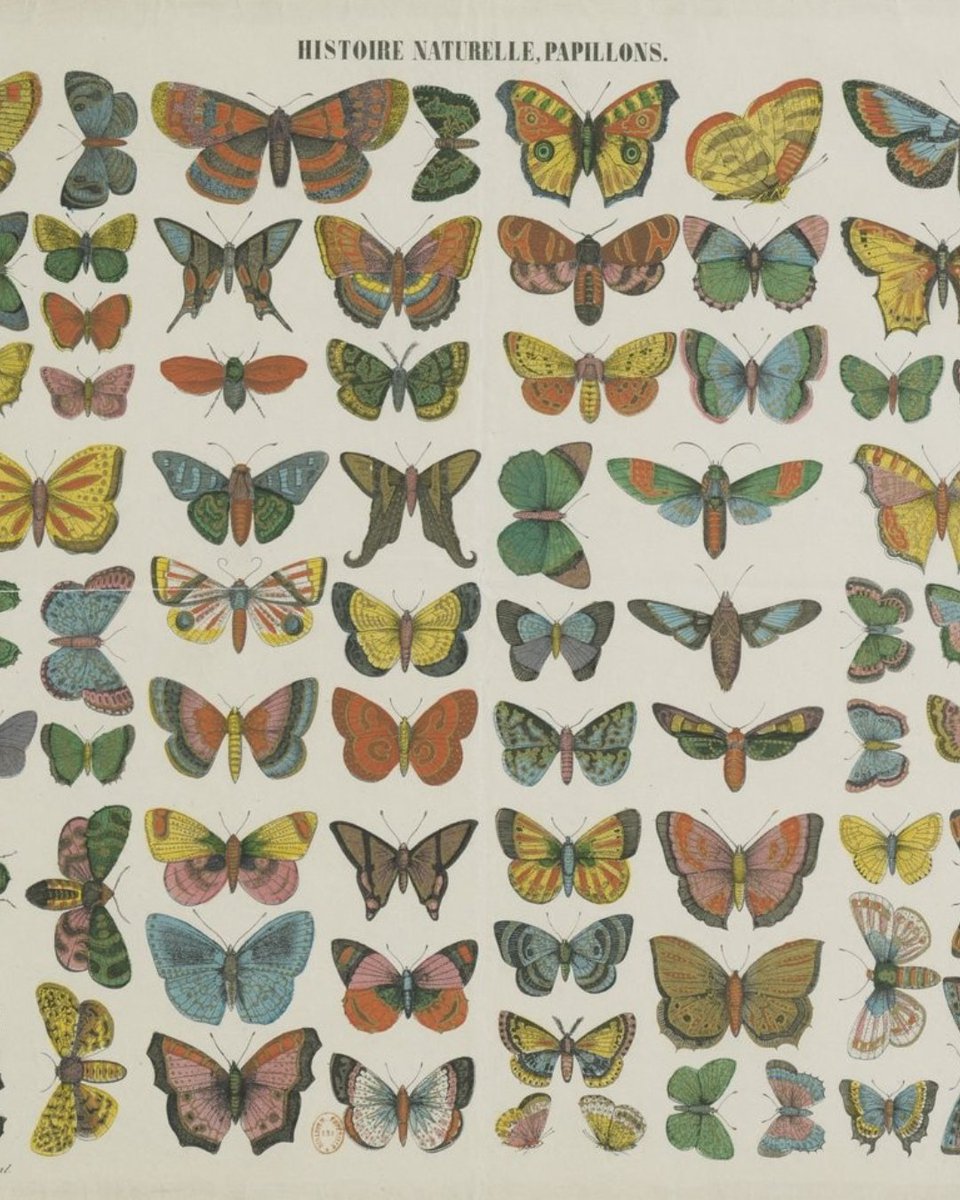 laBnF's tweet photo. Ça grouille dans Gallica… 🐛🐞🐜

Suivez les insectes à la trace dans les riches collections de @GallicaBnF, lors d'une rencontre le 13 octobre à la BnF François-Mitterrand : https://t.co/JakaldNNH9 https://t.co/W8wVFkCJSb