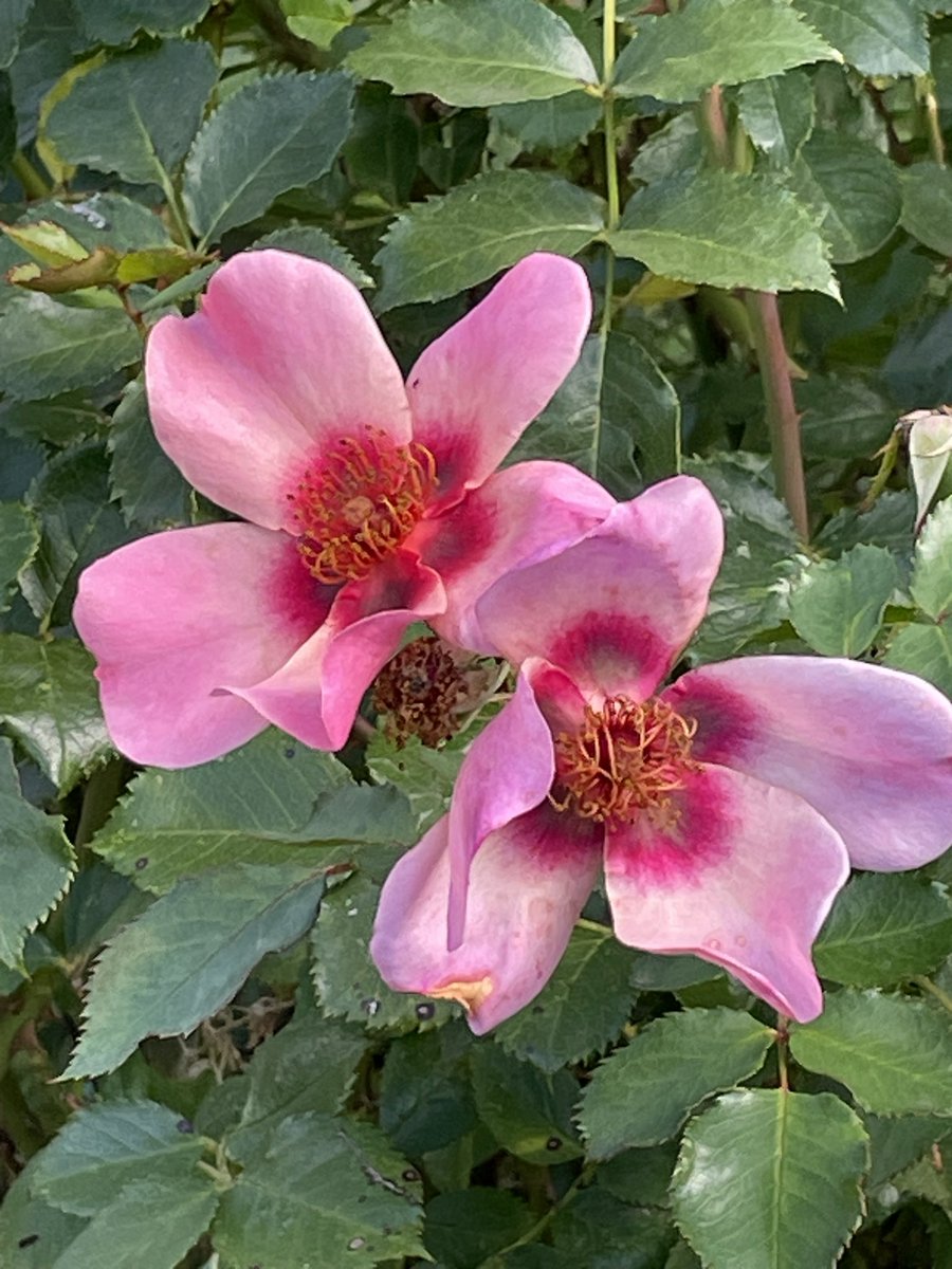 hatetorycuts's tweet photo. @christinedemar Morning Christine
Plenty still flowering and we had some rain
From #MyGarden where I #GrowPeace https://t.co/DzyxAN5Qon