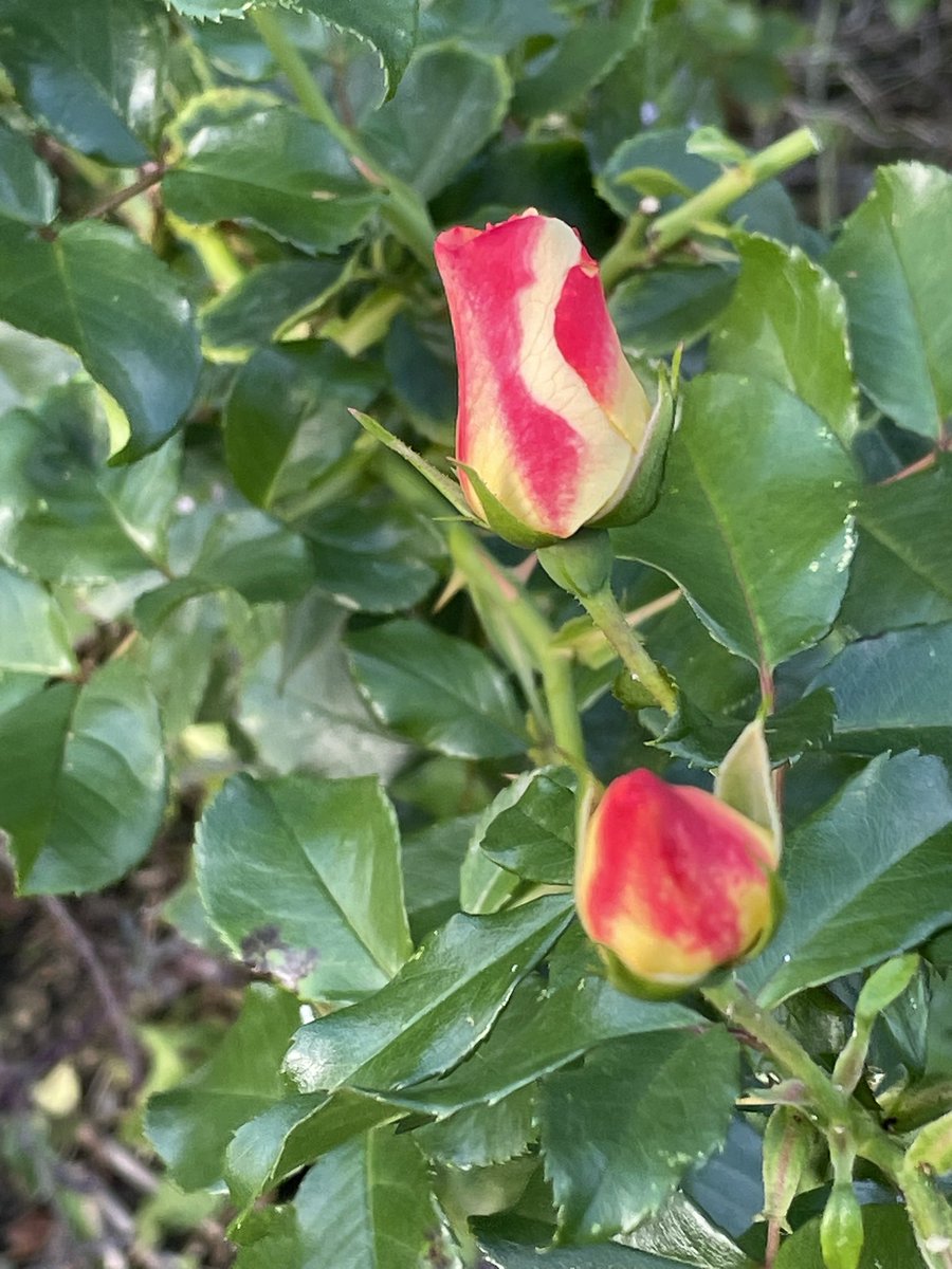 hatetorycuts's tweet photo. @christinedemar Morning Christine
Plenty still flowering and we had some rain
From #MyGarden where I #GrowPeace https://t.co/DzyxAN5Qon